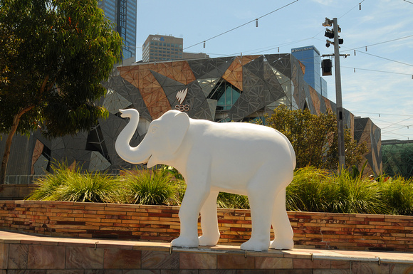 Asian Elephant (large)